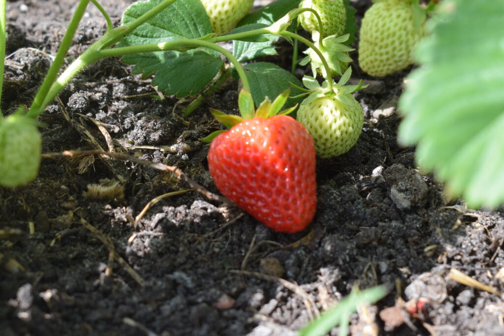 Uit de moestuin van Tussen de Berken